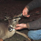 Illustration for article titled Wildlife officials successfully remove arrow from young deers head